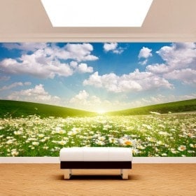 Photo mur murales fleurs Daisy blanc